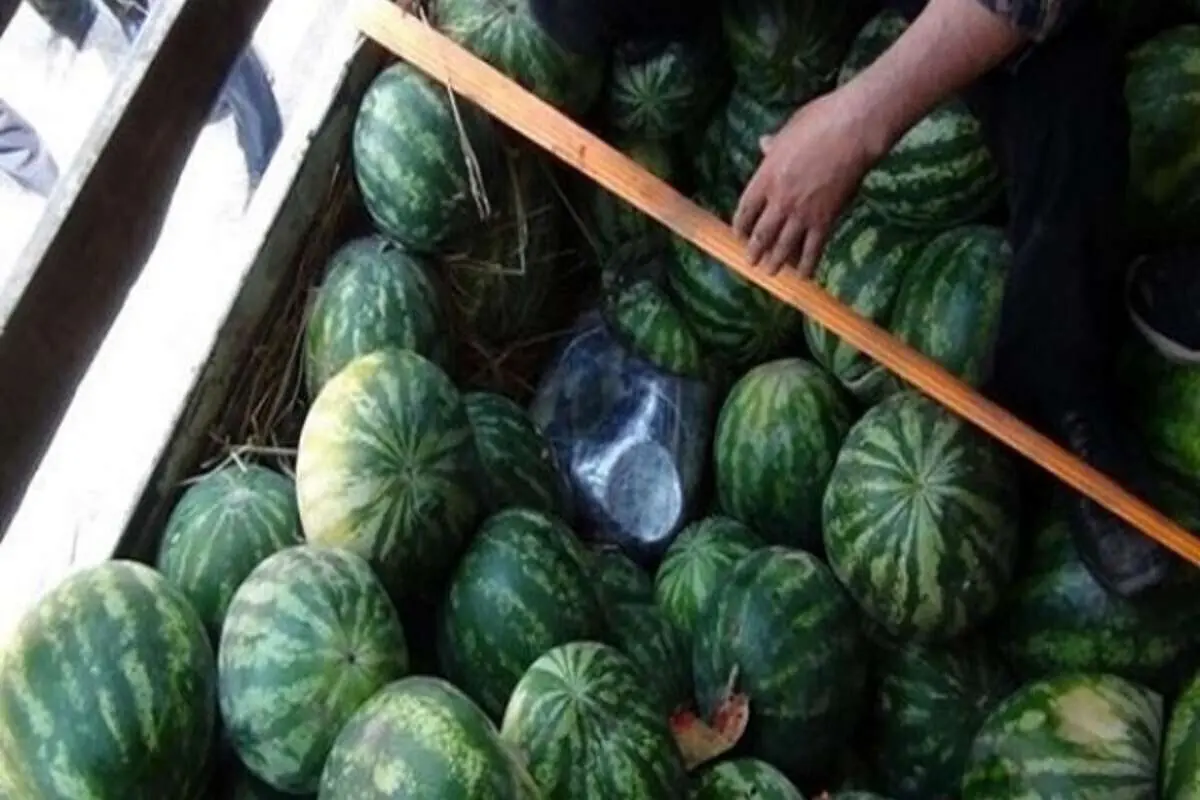 (ویدئو) کشف مواد مخدر زیر بار هندوانه