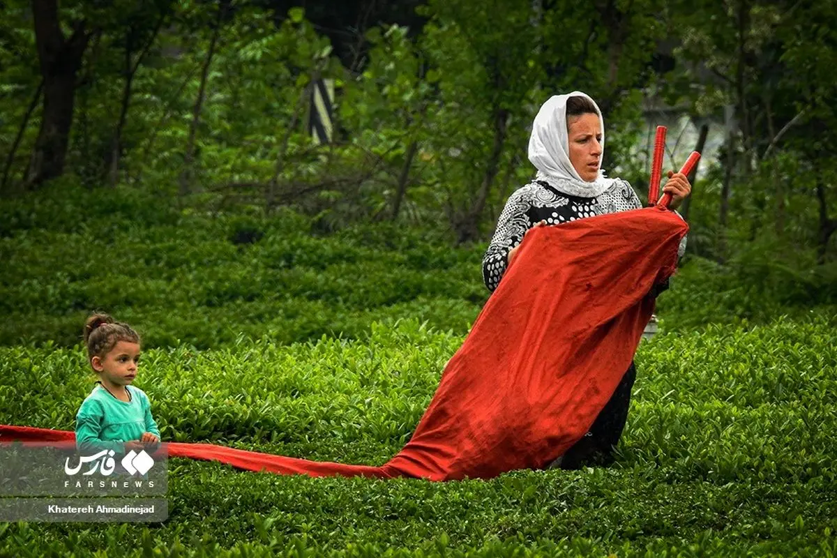 (تصاویر) برداشت برگ سبز چای در گیلان