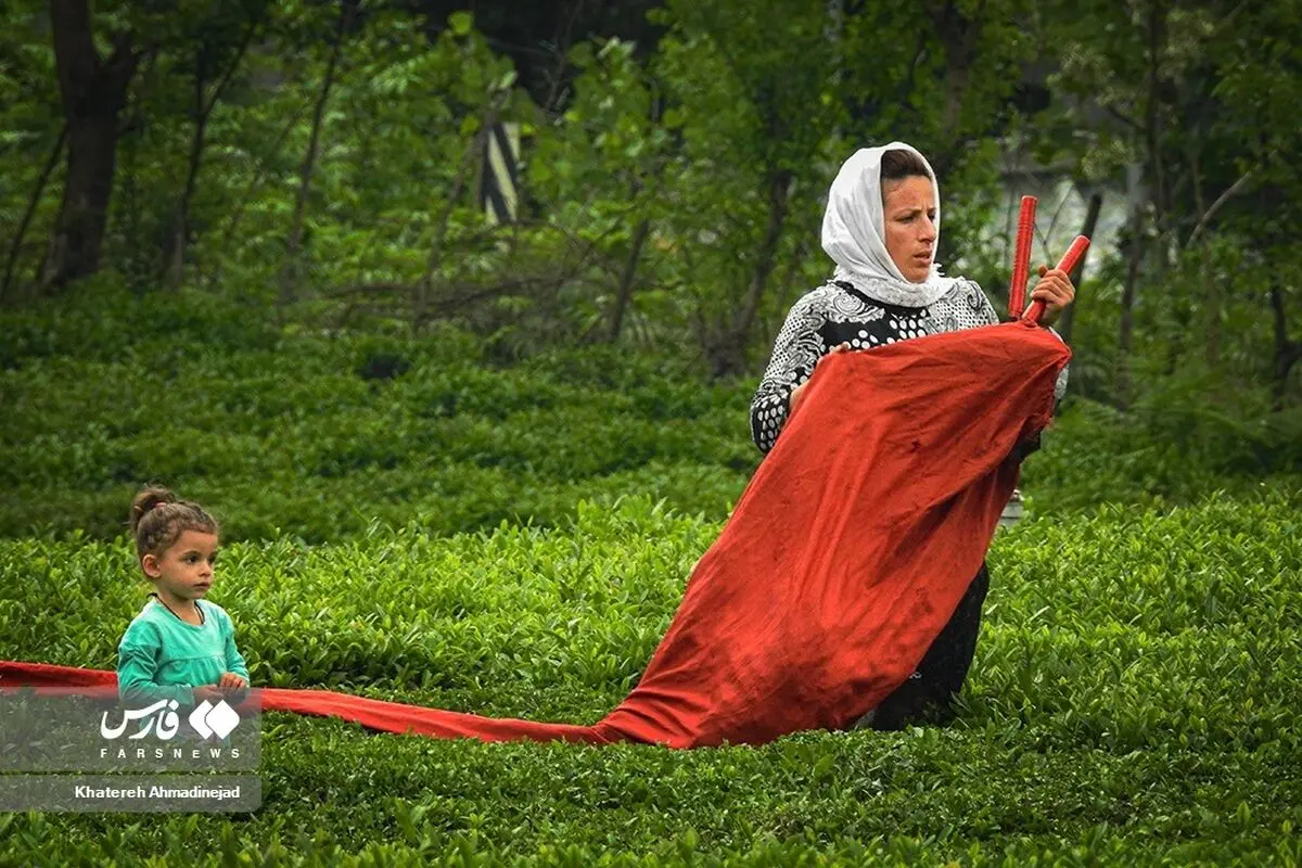 (تصاویر) برداشت برگ سبز چای در گیلان