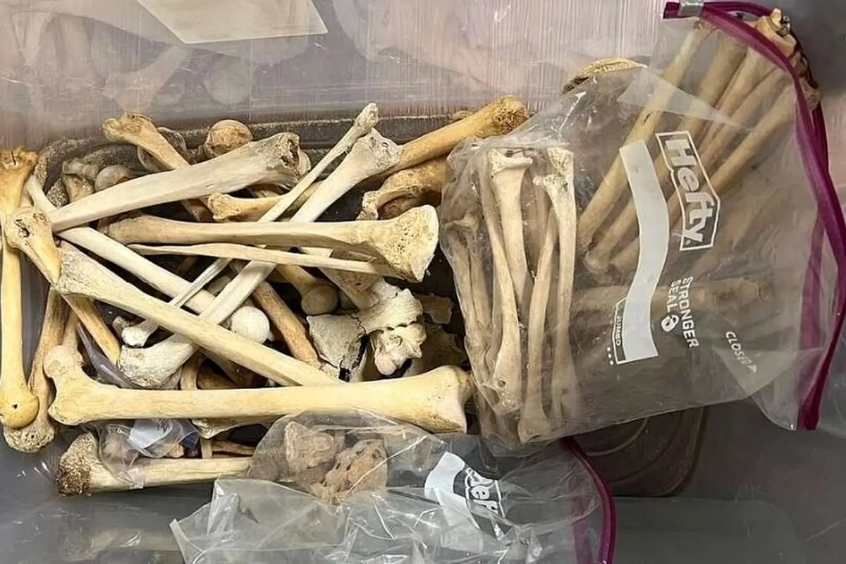ماجرای زنی که قسمتهای مختلف بدن مردهها را میفروخت