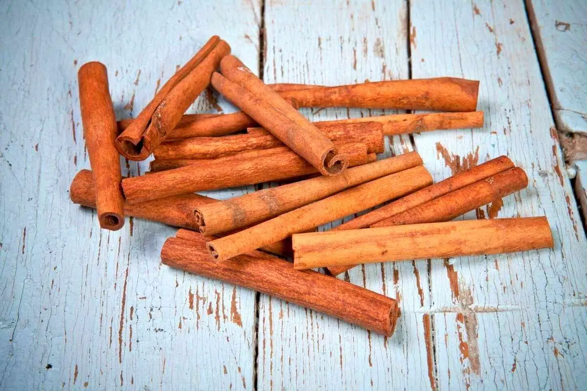 (ویدئو) برداشت دارچین؛ از اره مخصوص تا لایه‌برداری