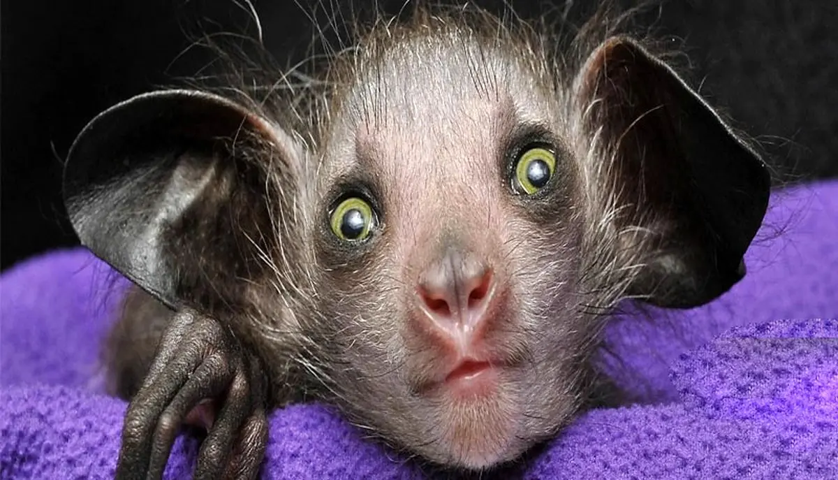 (تصاویر) ۷ تا از ترسناک‌ترین حیوانات جهان را بشناسید