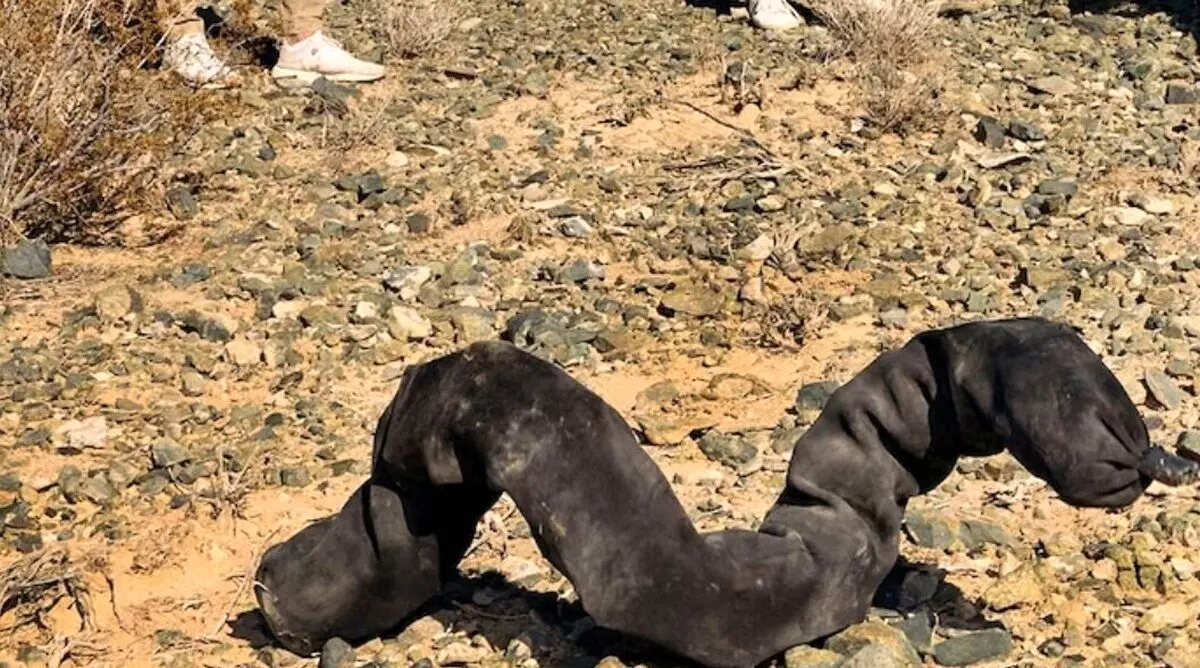 (عکس) کبری به ماه می‌رود