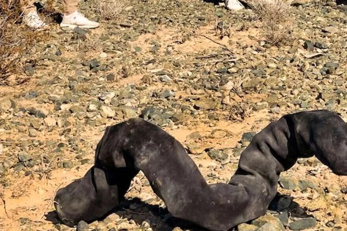 (عکس) کبری به ماه میرود