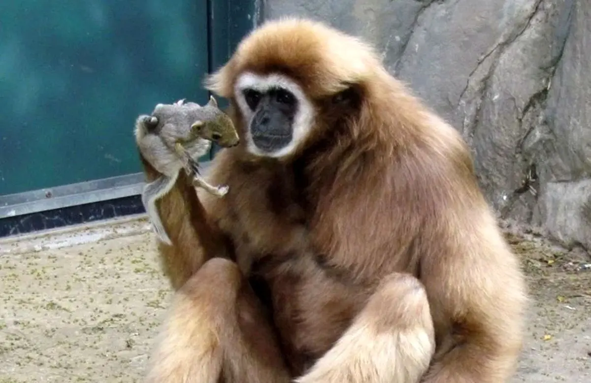 (ویدئو) میمون عجیبی که خودش حیوان خانگی دارد!