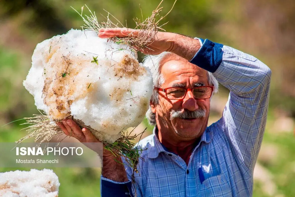 (تصاویر) آیین برف چال در روستای آب اسک آمل