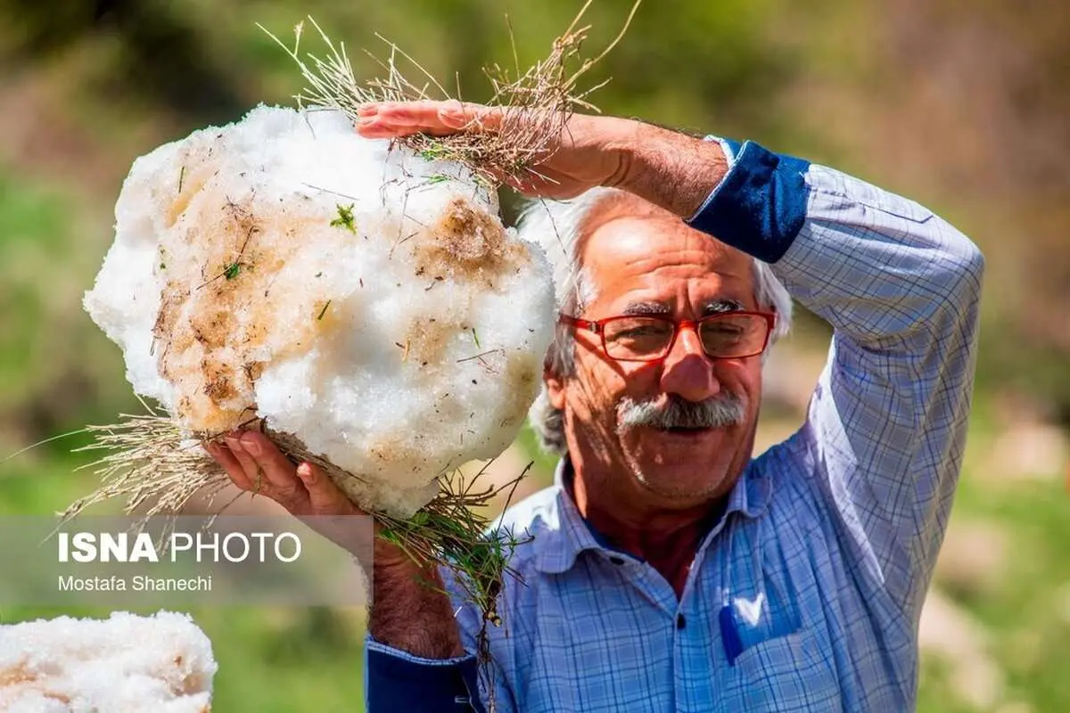 (تصاویر) آیین برف چال در روستای آب اسک آمل
