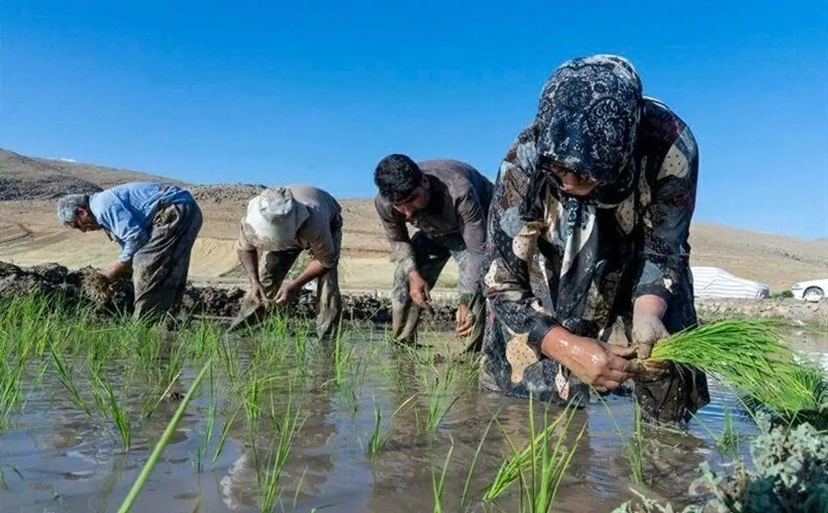 مرگ دو مازندرانی براثر ابتلا به «تب شالیزار» تکذیب شد