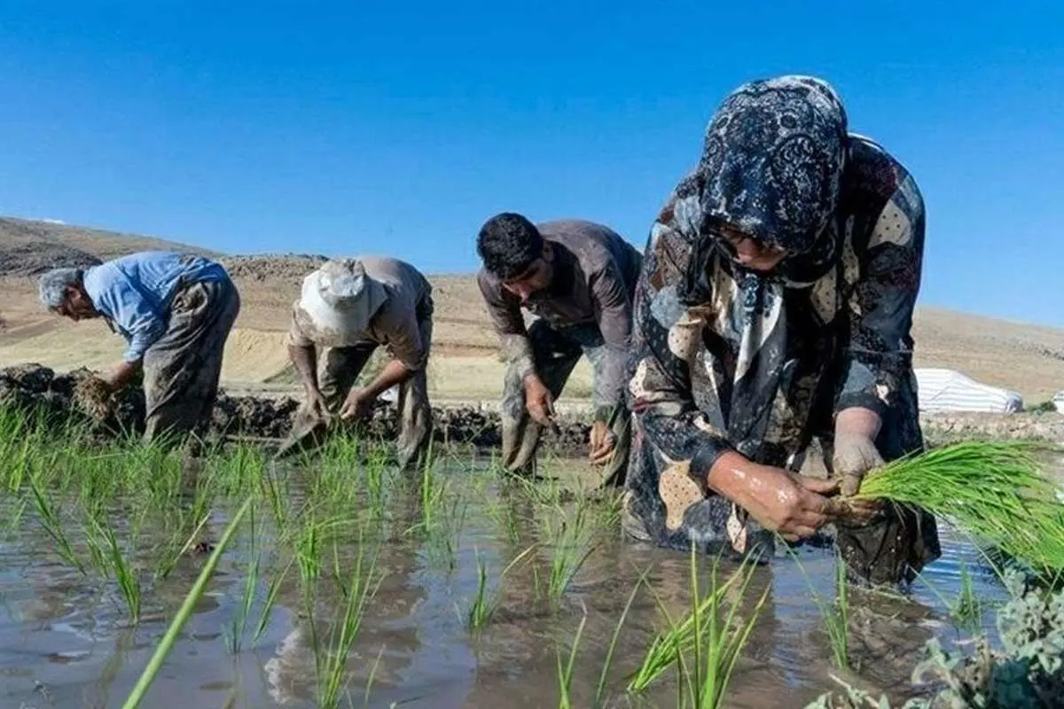 مرگ دو مازندرانی براثر ابتلا به «تب شالیزار» تکذیب شد