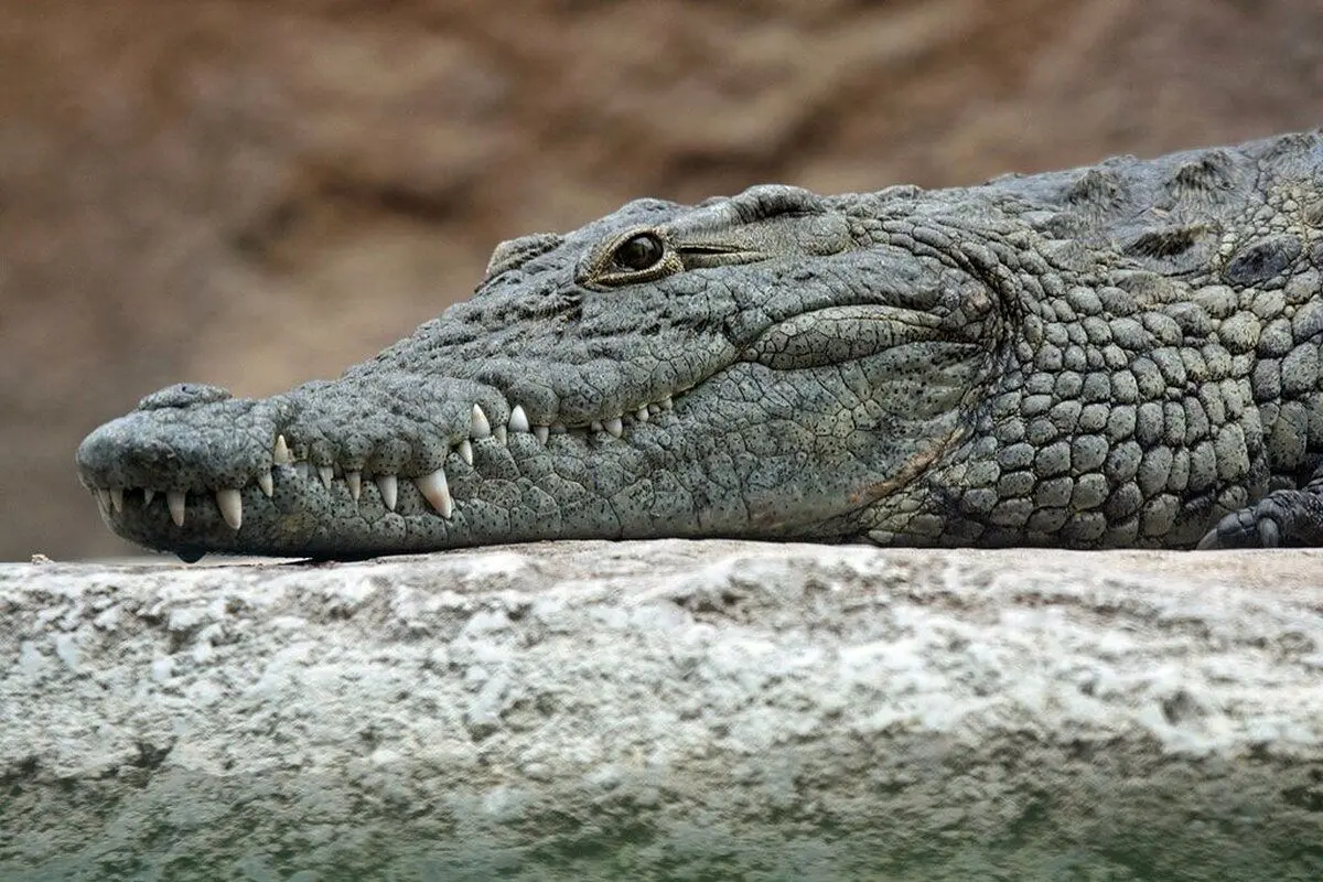 (ویدئو) لحظه خارج کردن تمساح از معده مار غول پیکر