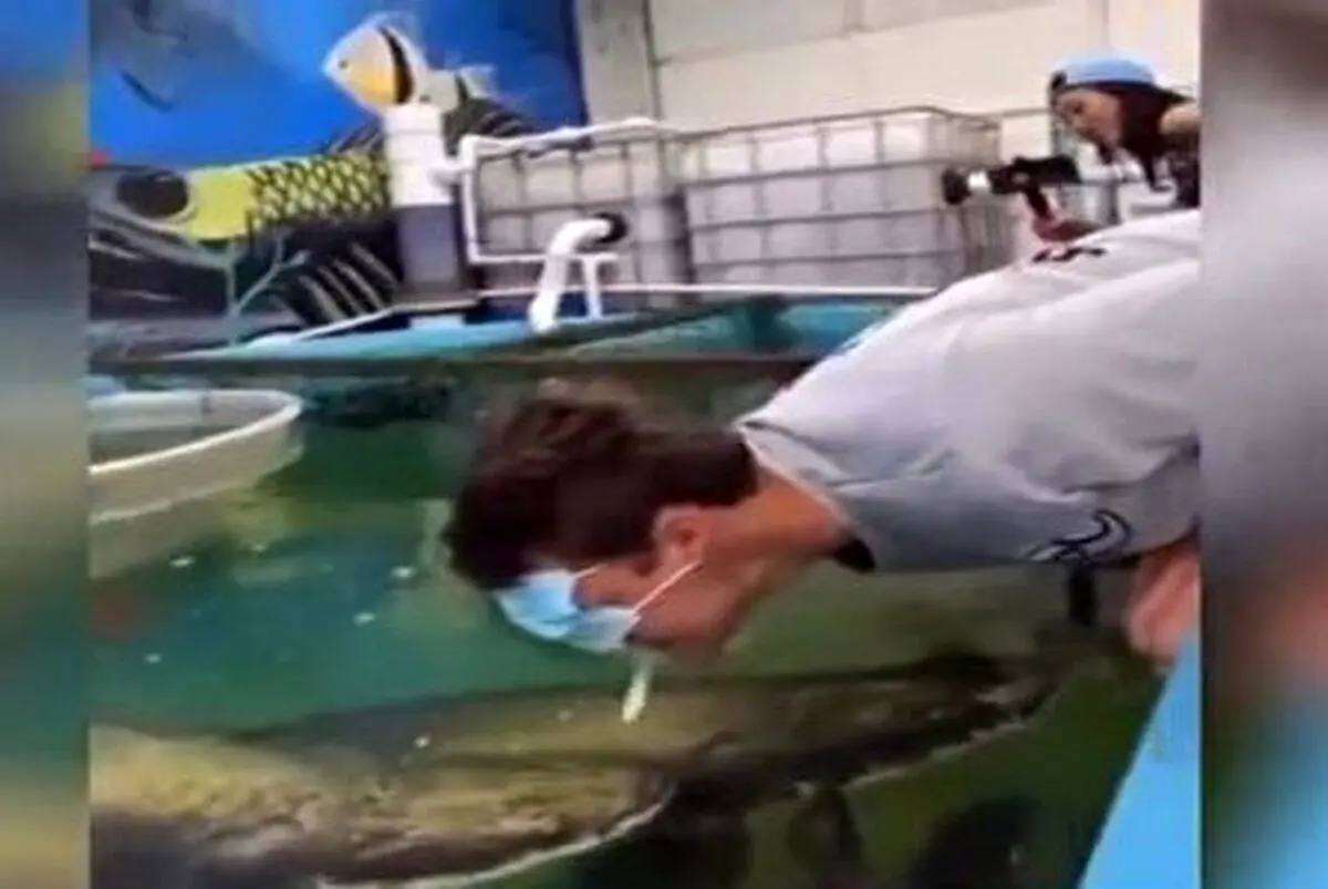 (ویدئو) ضربه سر ماهی بازدید کننده را ناکار کرد