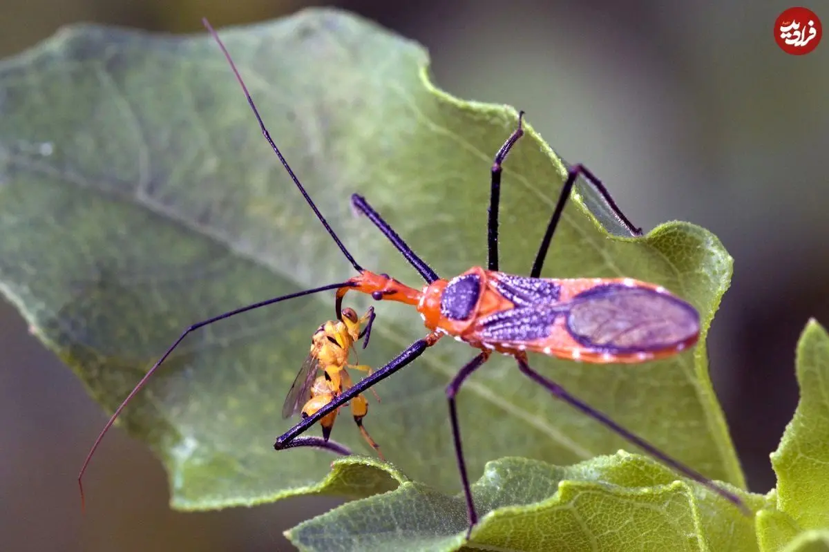 (عکس) کشف حشرۀ قاتل که با «چسب» شکار می‌کند!