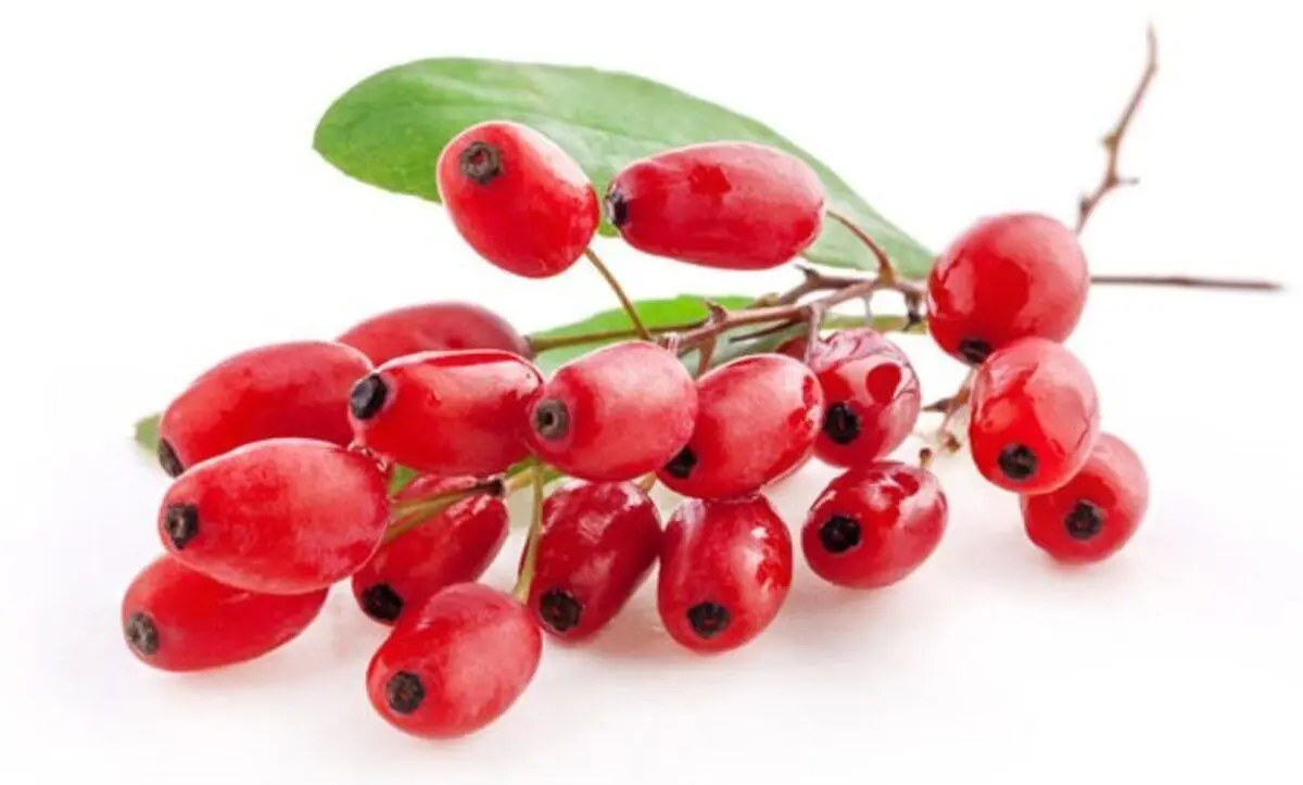 گیاهی خوش رنگ و طعم برای پاکسازی ریه