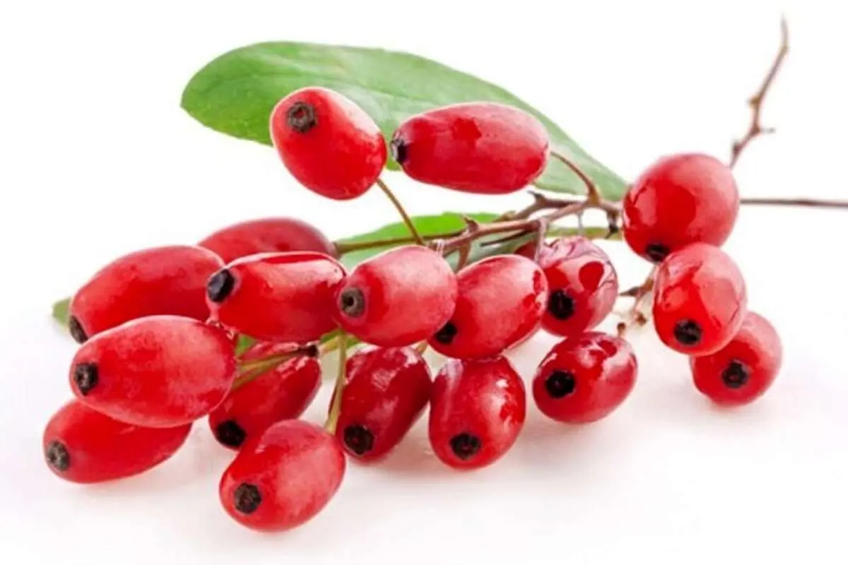 گیاهی خوش رنگ و طعم برای پاکسازی ریه