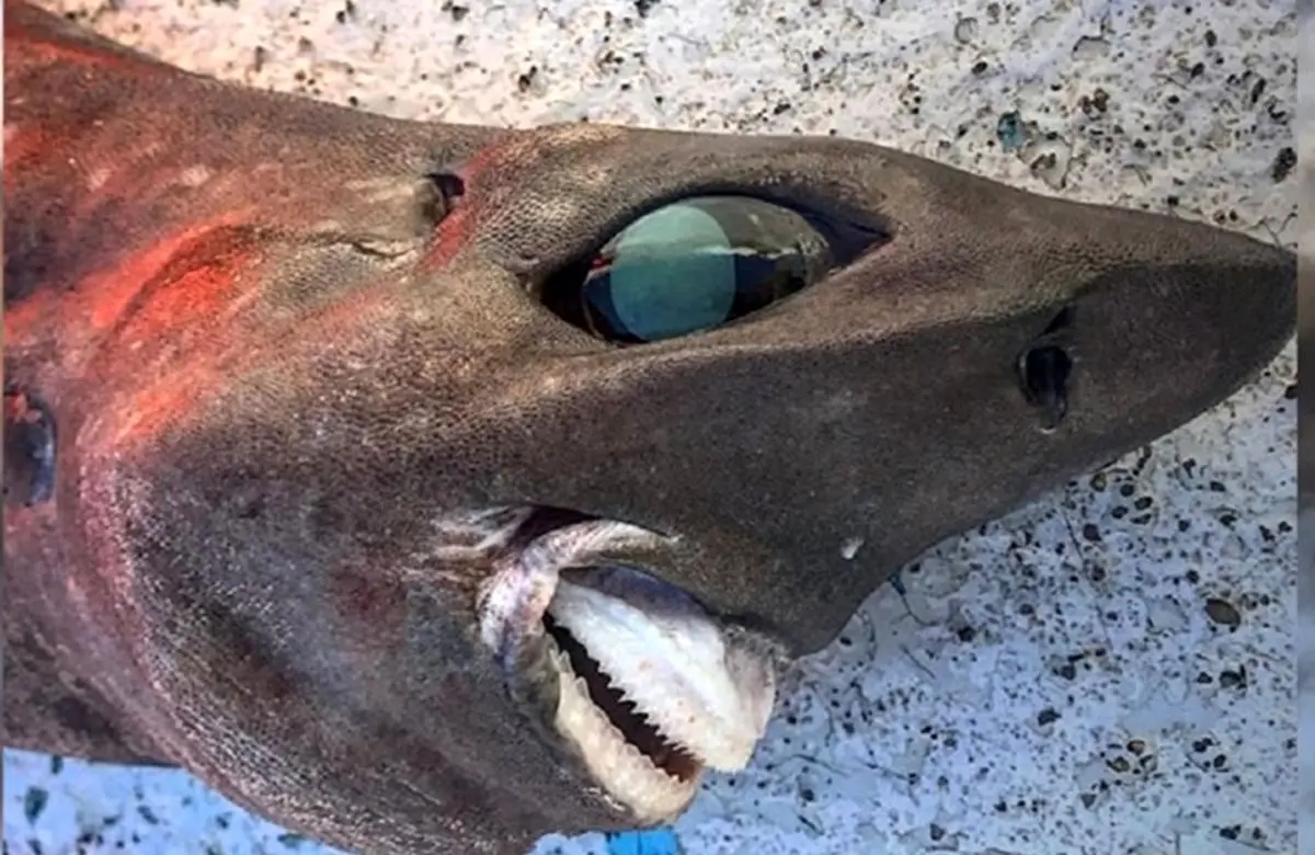 (عکس) شکار کوسه چشم‌سفید در اعماق تاریکی