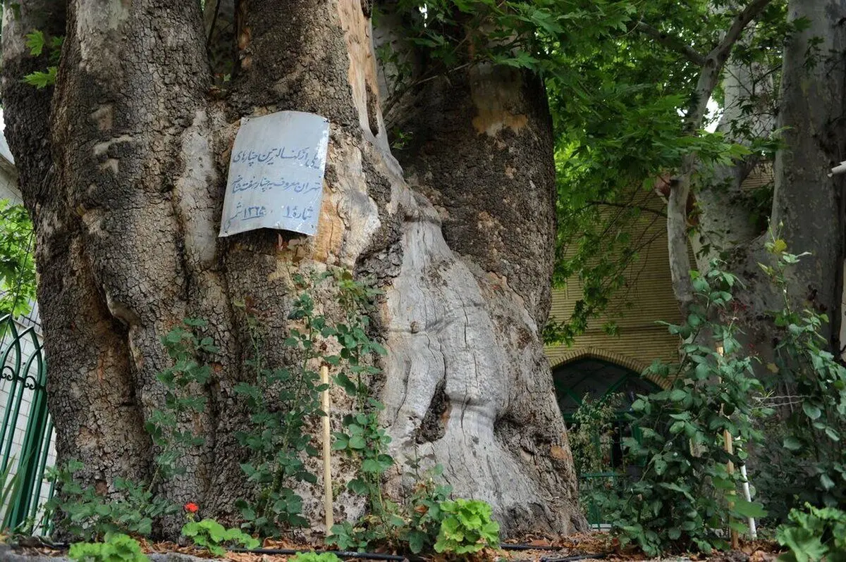 (عکس) همسایه ۹۰۰ ساله سوهانکی‌ها