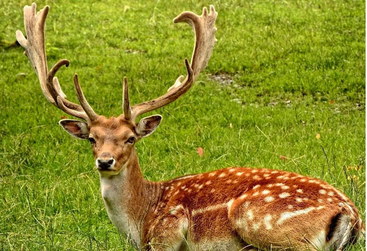 (ویدئو) بچه گوزن با دیدن پلنگ خشک‌اش زد و به راحتی شکار شد!