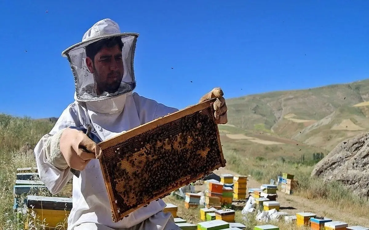 (ویدئو) برداشت عسل کوهی از صخره‌های صعب العبور چین