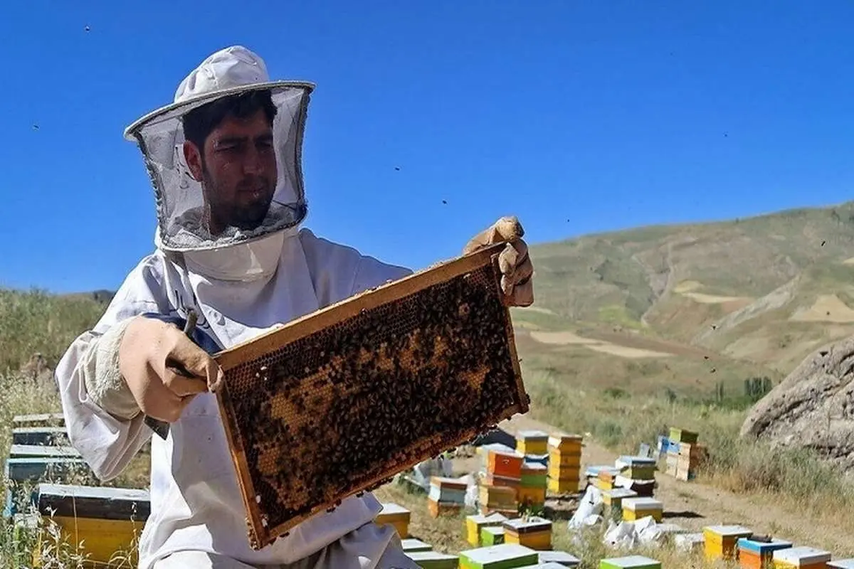 (ویدئو) برداشت عسل کوهی از صخره‌های صعب العبور چین