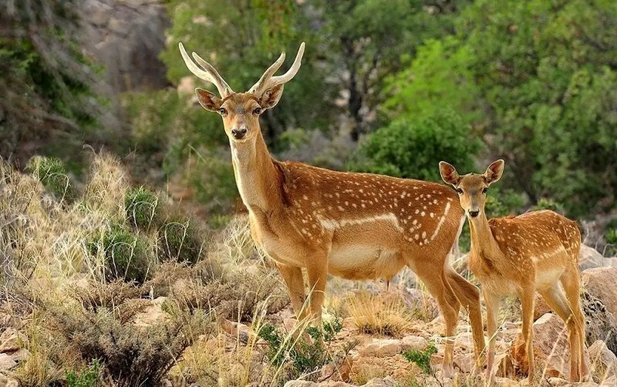 نخستین گوساله گوزن زرد ایرانی متولد شد