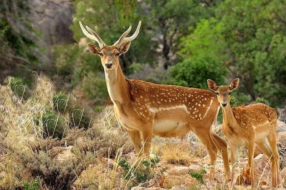 نخستین گوساله گوزن زرد ایرانی متولد شد