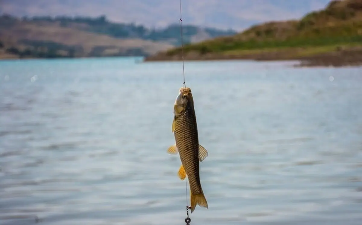 (ویدئو) عجیب، اما واقعی؛ ماهیگیری به کمک مار