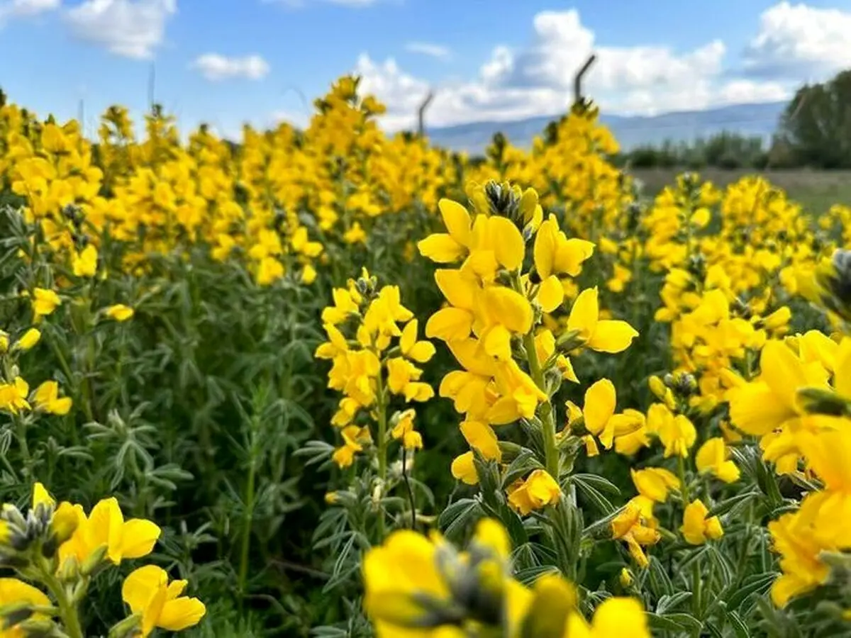 (تصاویر) ۶۰۰ میلیون تومان جریمه نقدی برای چیدن این گل در ترکیه