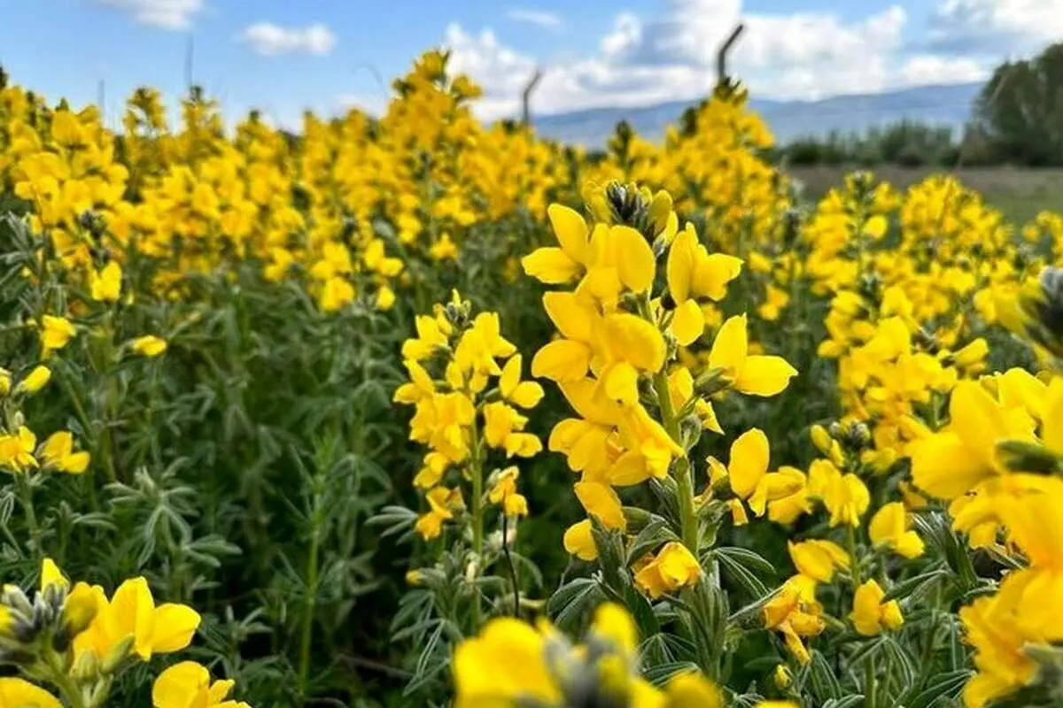 (تصاویر) ۶۰۰ میلیون تومان جریمه نقدی برای چیدن این گل در ترکیه