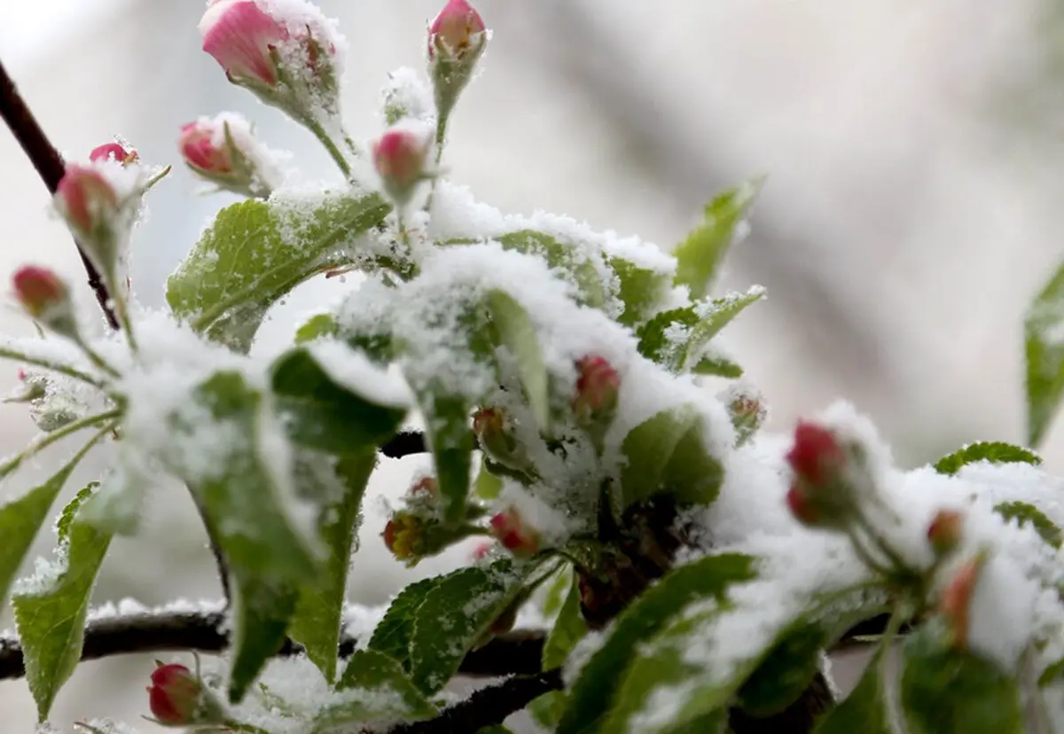 (ویدئو) برفِ بهاری ورزقان را سفیدپوش کرد