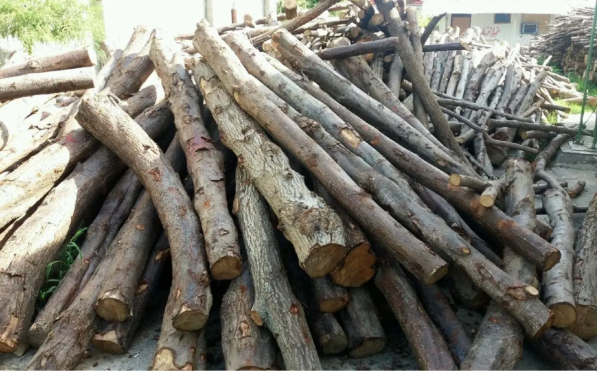 سریال درخت کشی دوباره کلید خورد؟/ این بار حکم اعدام ۵۰ درخت