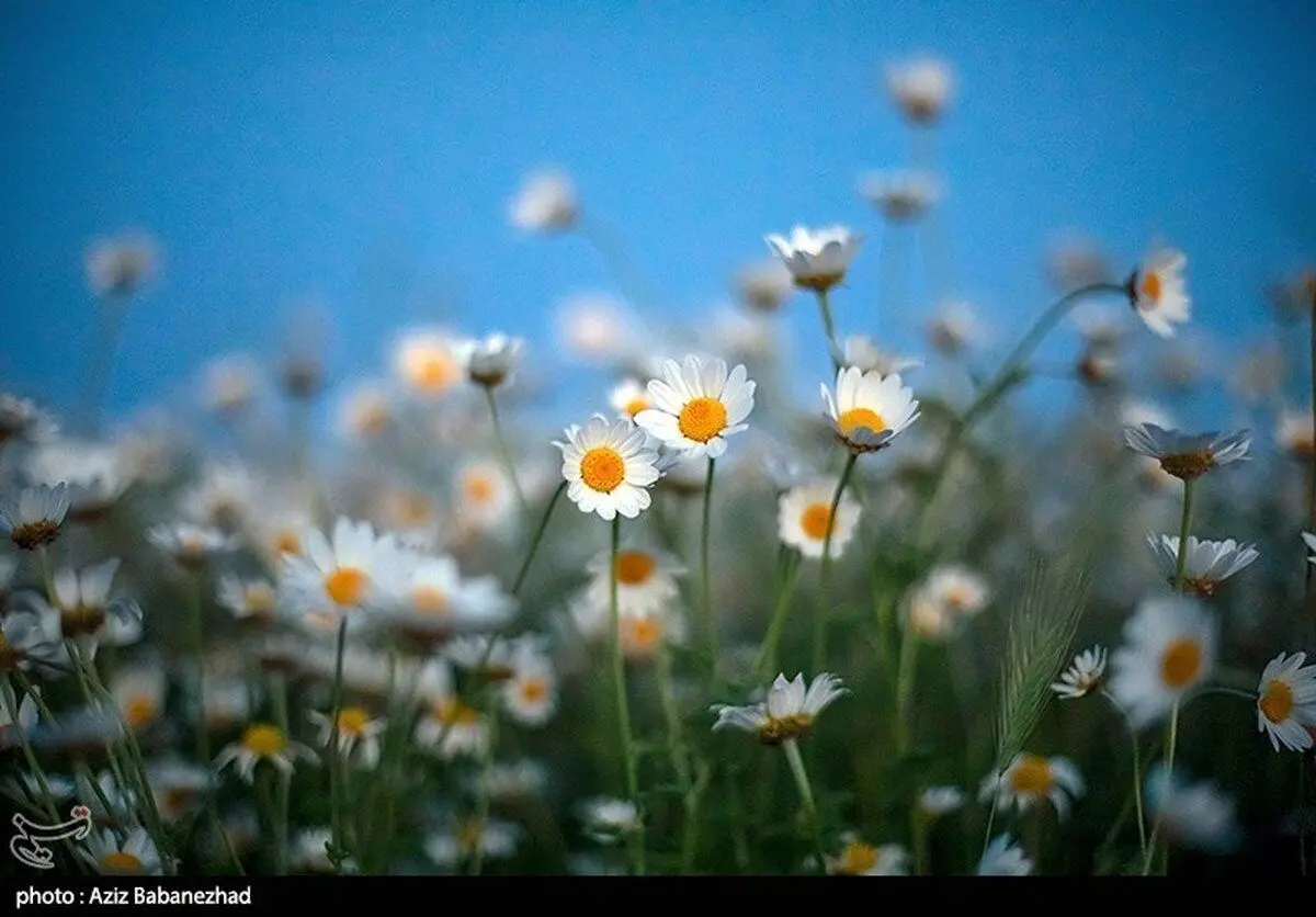 (تصاویر) دشت گل‌های بابونه و شقایق در خرم آباد