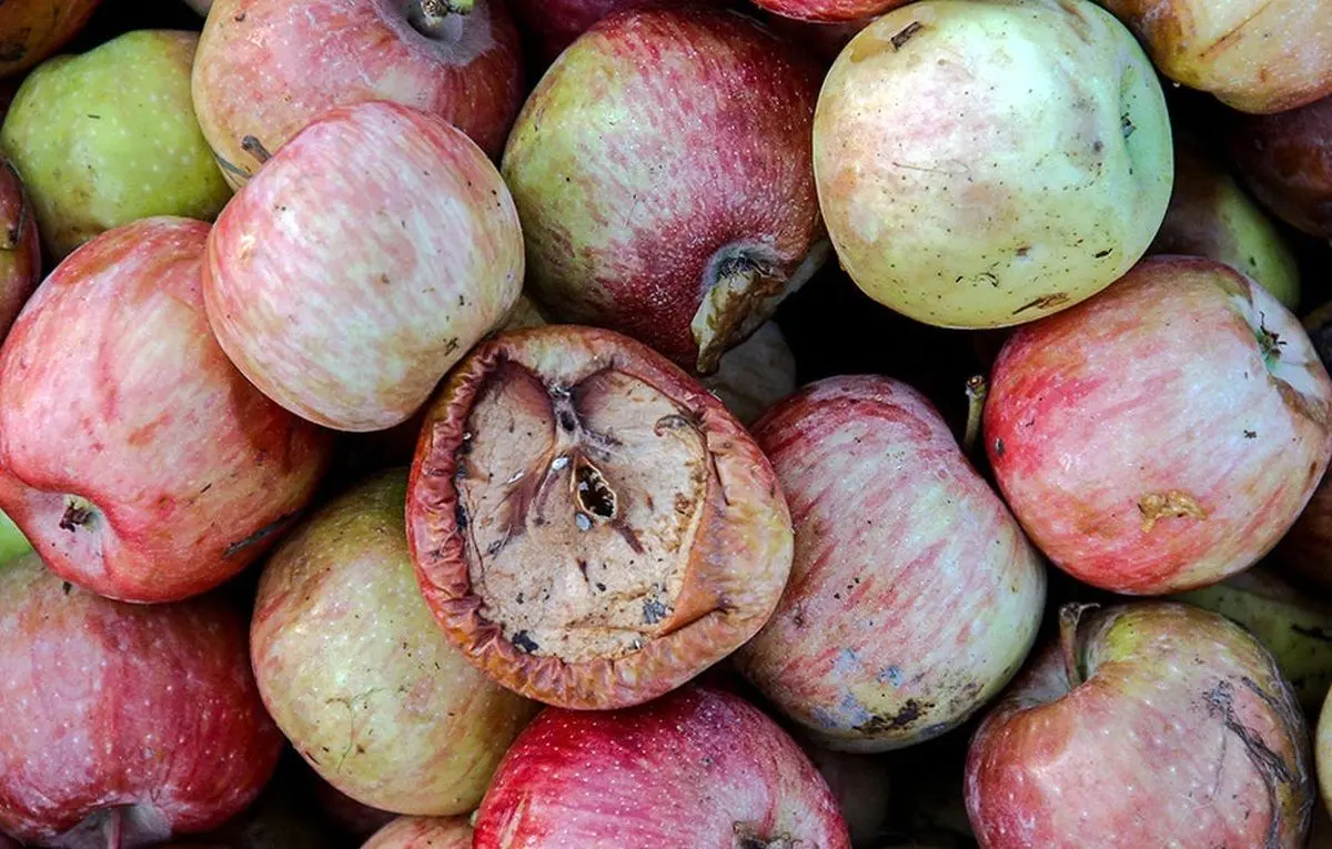 عرضه میوه بی کیفیت در میادین میوه و تره بار شهرداری تهران/ تعدادی از غرفه‌ها پلمب شد