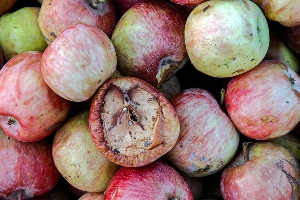 عرضه میوه بی کیفیت در میادین میوه و تره بار شهرداری تهران/ تعدادی از غرفه‌ها پلمب شد