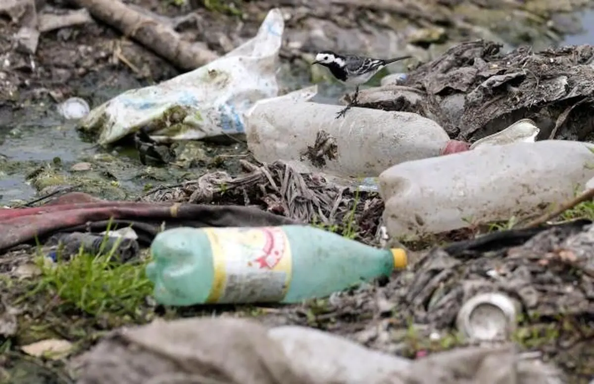 کشف میکروب‌هایی که در دمای ۱۵ درجه سانتیگراد پلاستیک می‌خورند