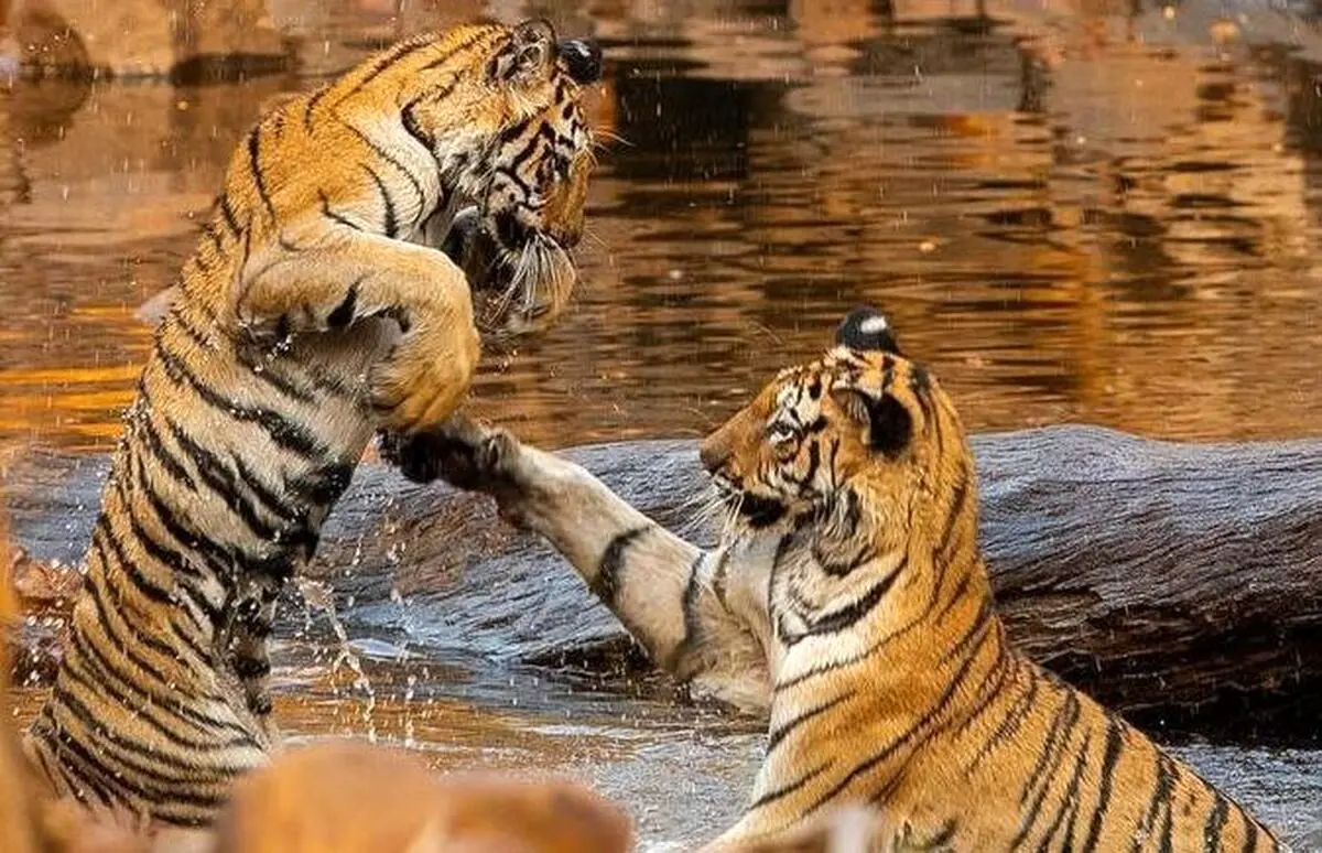 (عکس) دعوای دو ببر در آب