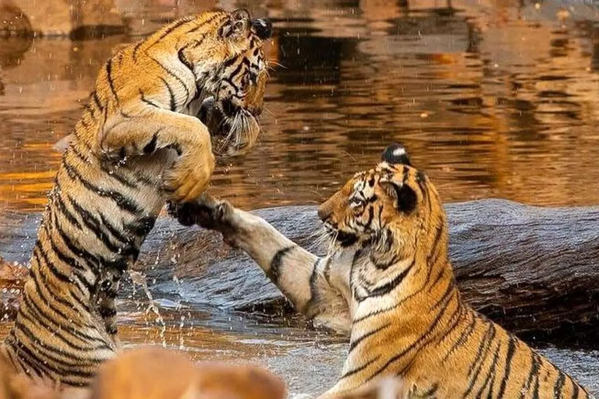(عکس) دعوای دو ببر در آب