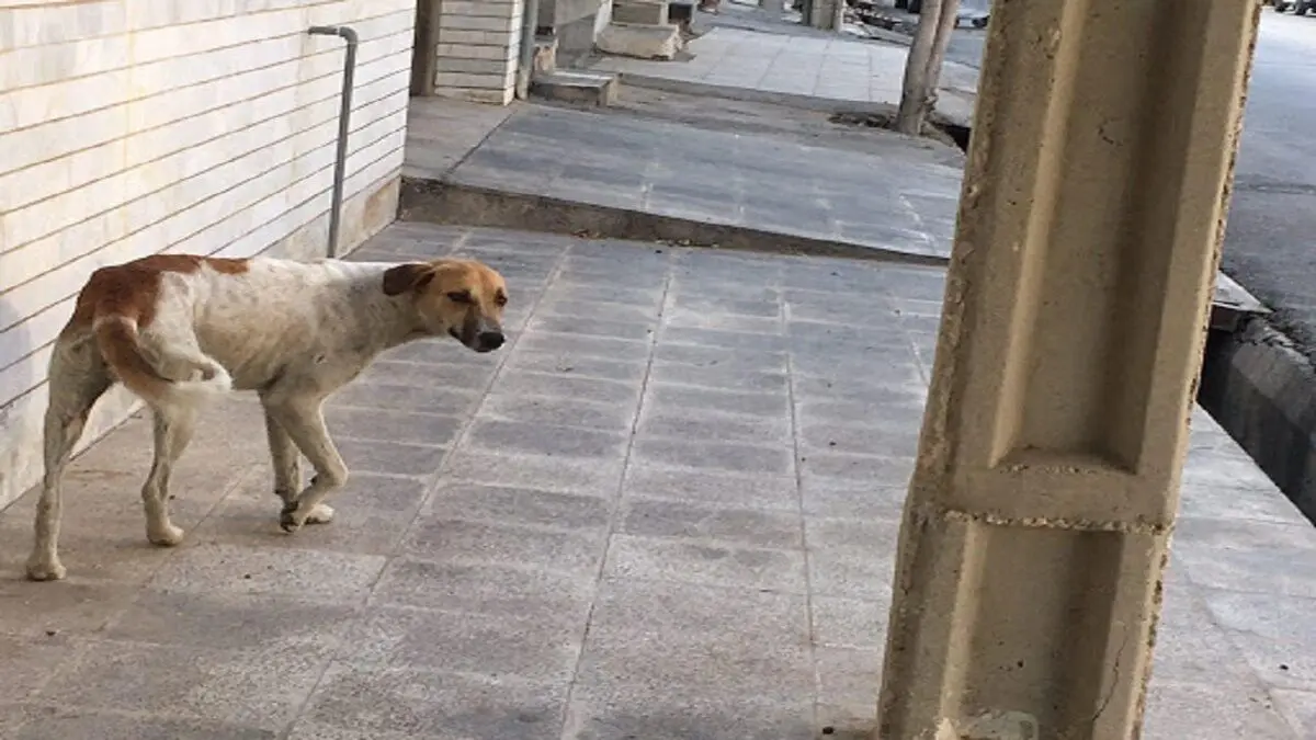 (ویدئو) دستگیری مدیر یک کارگاه برای حمله سگ نگهبان!