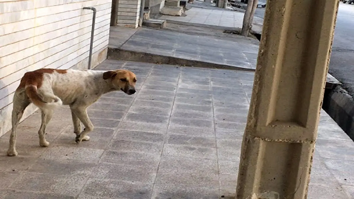 (ویدئو) دستگیری مدیر یک کارگاه برای حمله سگ نگهبان!