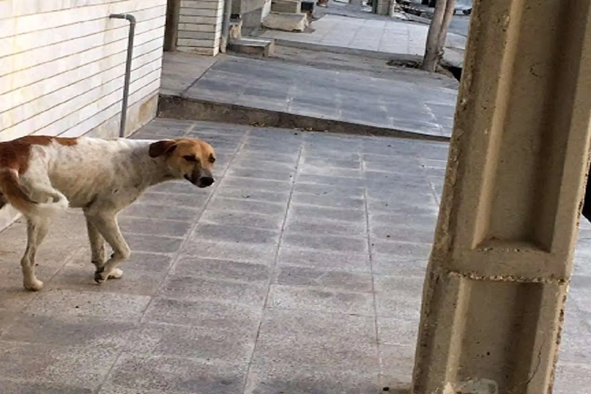 (ویدئو) دستگیری مدیر یک کارگاه برای حمله سگ نگهبان!