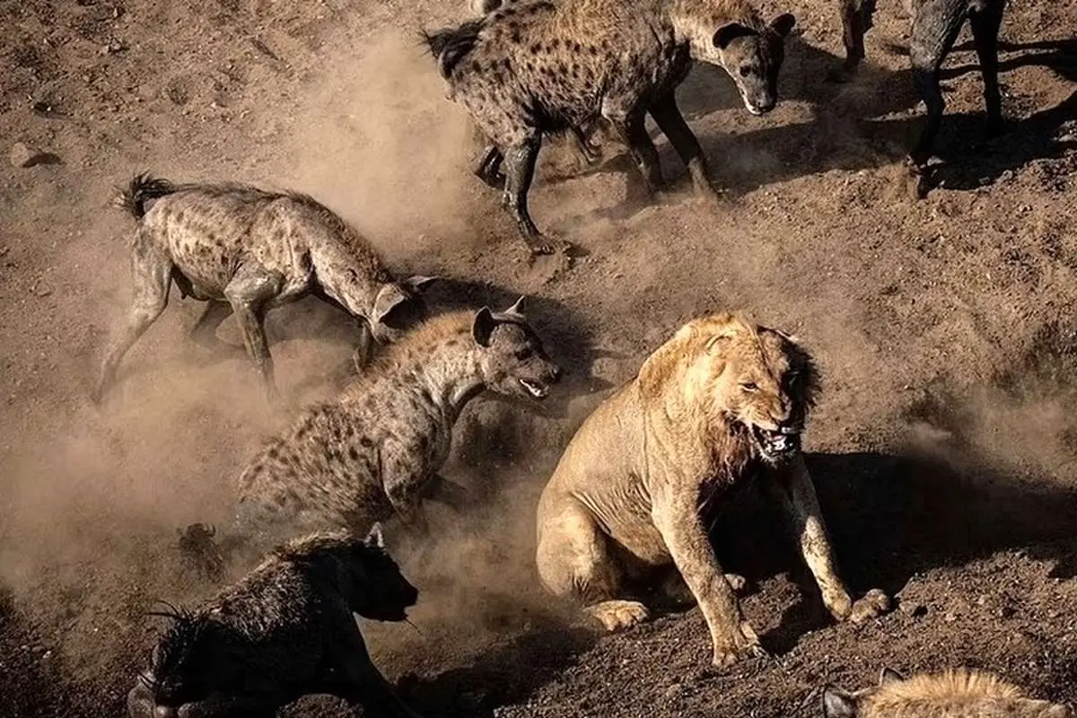 (ویدئو) وحشتی که شیرها به جان کفتارها انداختند؛ لاشه خوری جالب سلطان جنگل