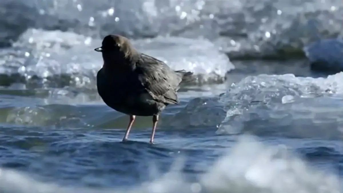 (ویدئو) حیله عجیب دولفین برای شکار پرنده