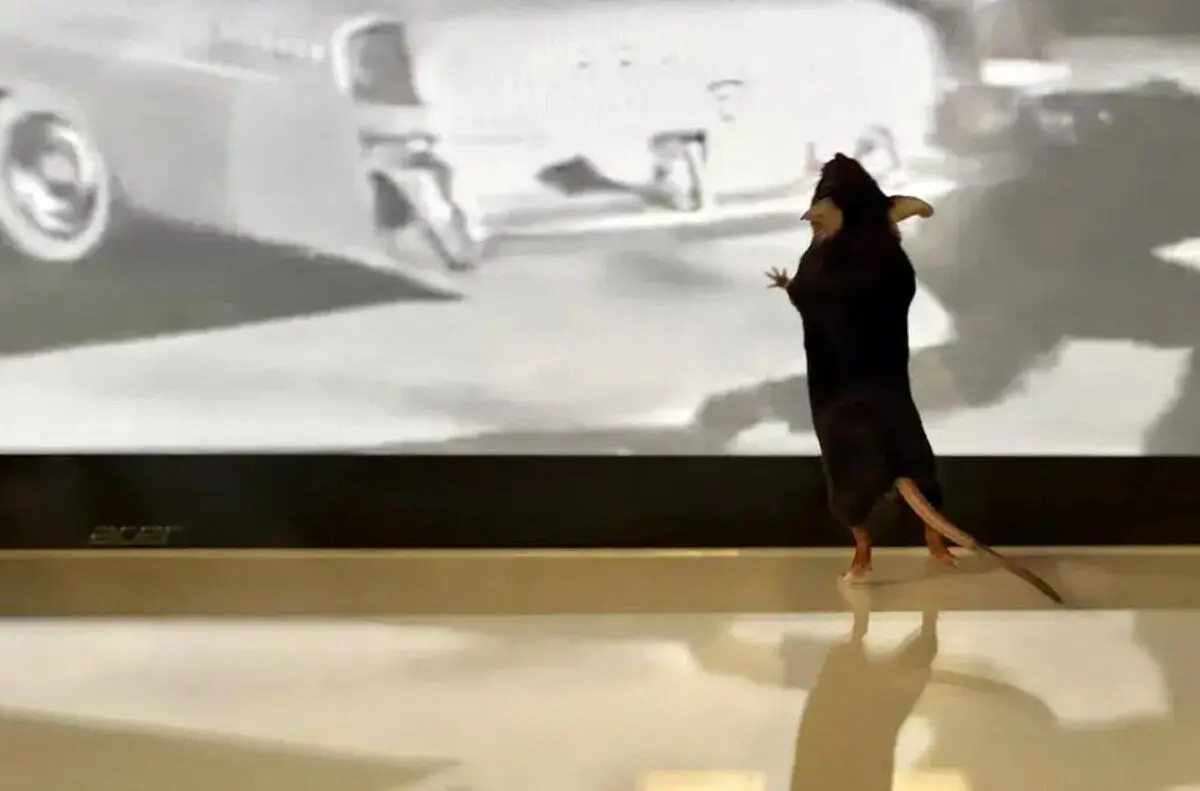 (ویدئو) دستاورد دیگری از هوش مصنوعی: موش‌ها هنگام دیدن یک فیلم واقعاً چه چیزی می‌بینند؟