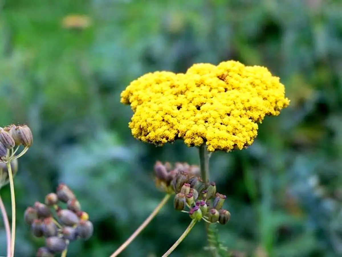(تصویر) گیاه چترپشمی بازار مواد مخدر را در دست می‌گیرد؟