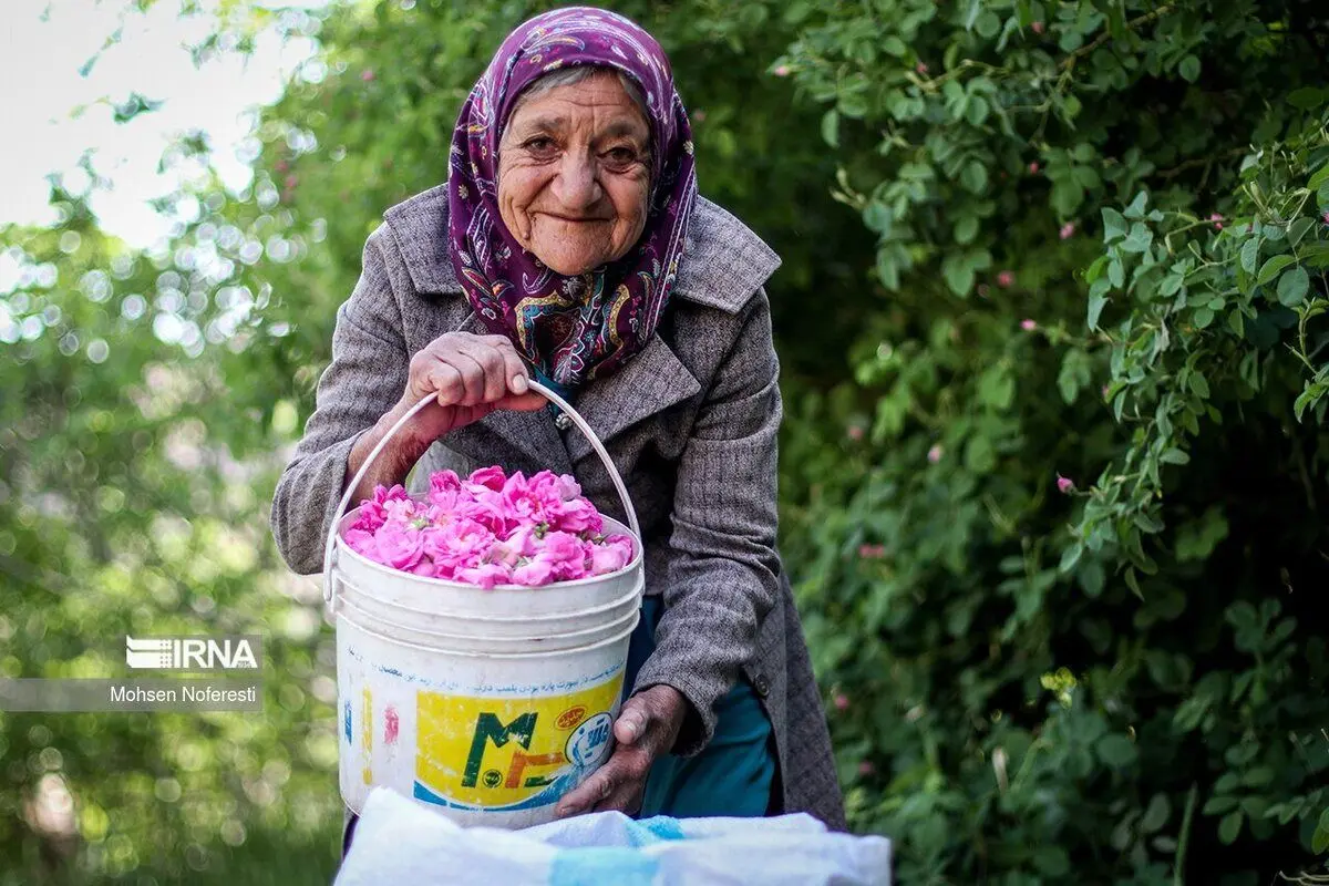 (تصاویر) برداشت گل محمدی در خوسف