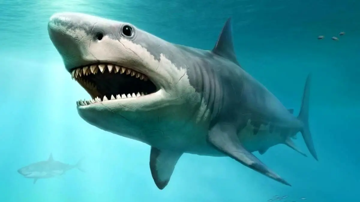 (ویدئو) گاو کوسه‌های پرخاش‌گر و ترسناک در جزیره کیش!