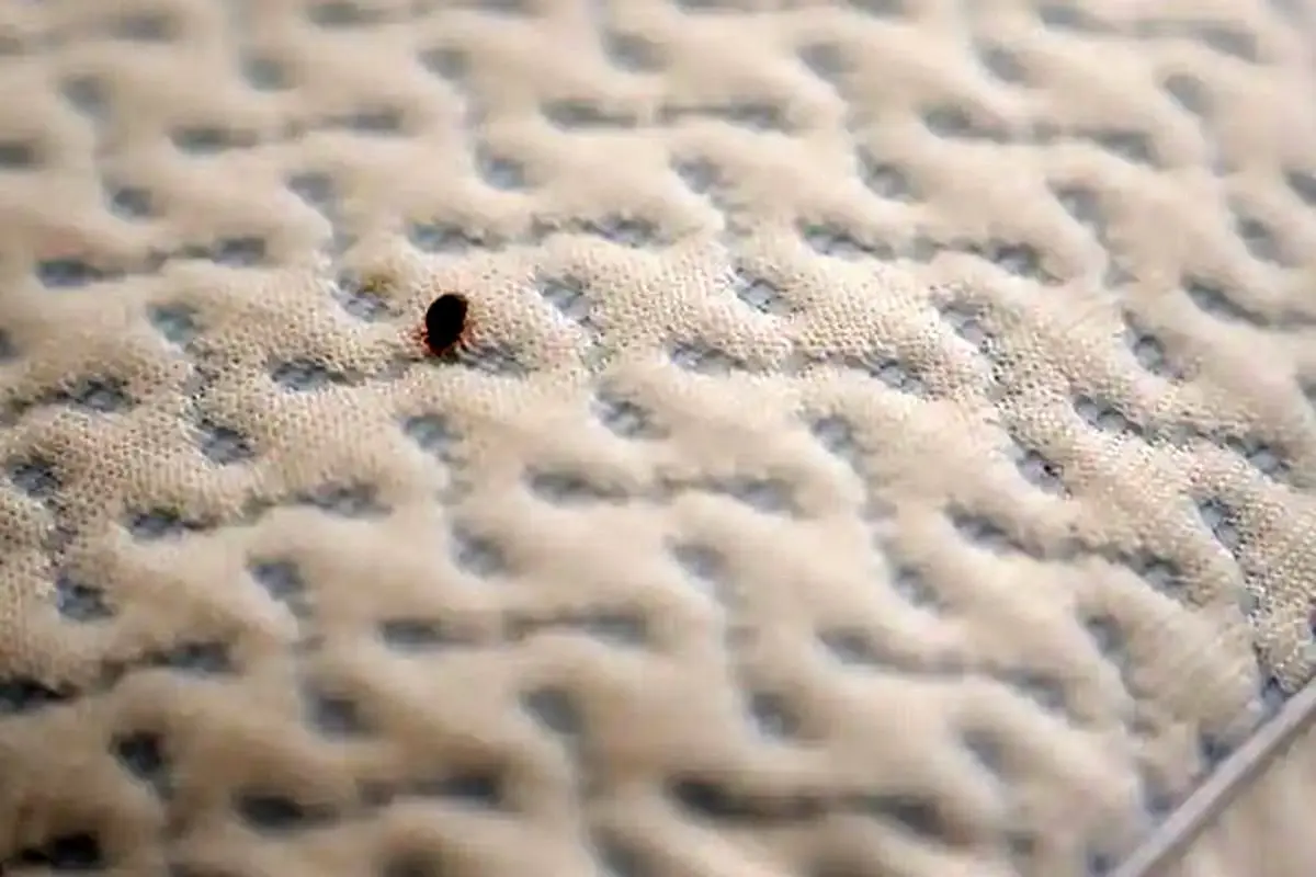 بهترین سم برای از بین بردن ساس