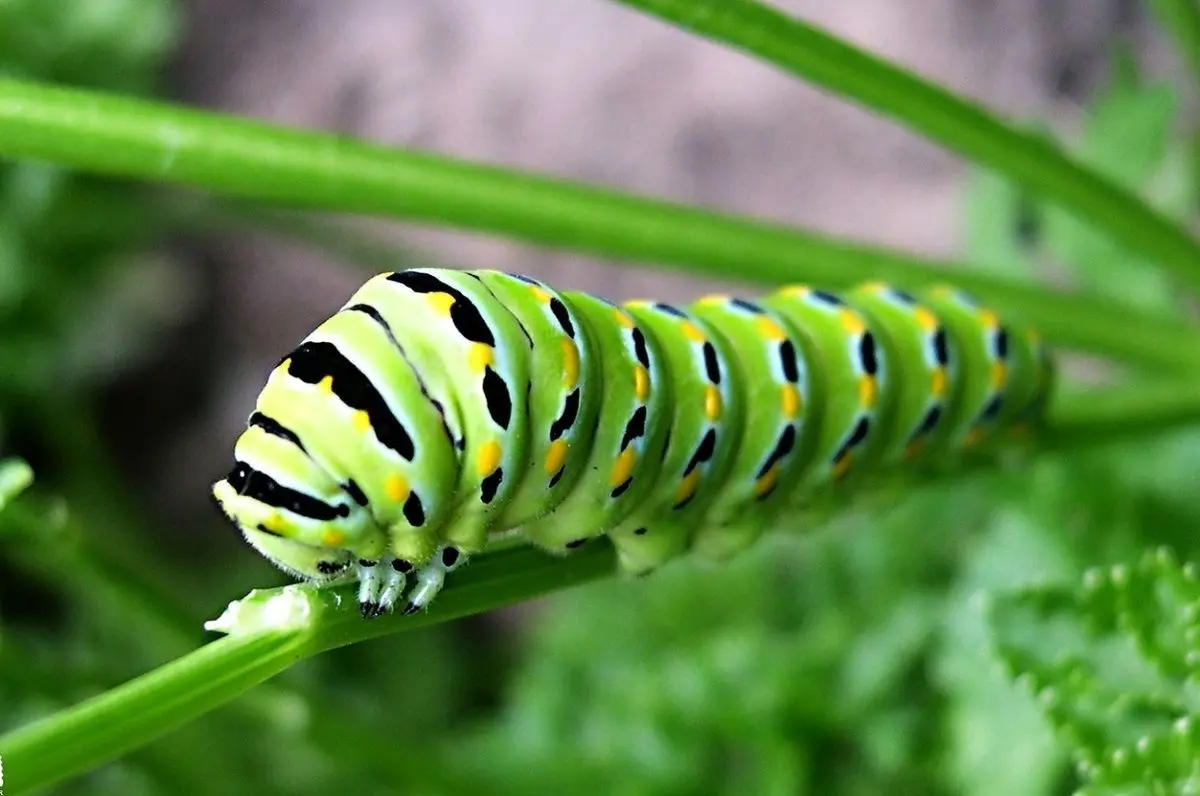 (ویدئو) غذایی چندش آور که خوراک محبوب مردم این کشور است