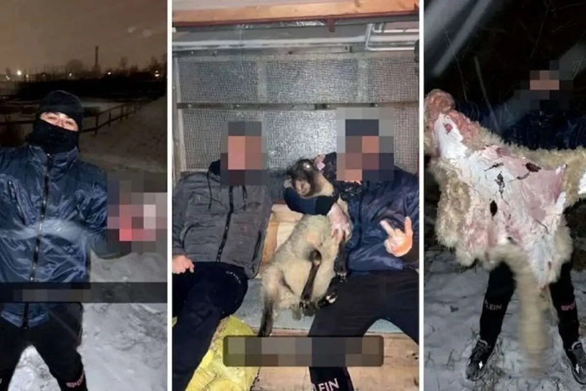۲ سال و نیم زندان به اتهام ذبح گوسفند!