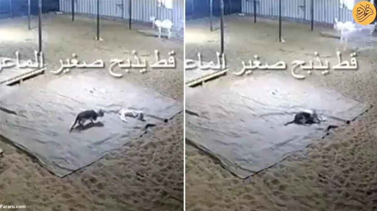 (ویدئو) در اتفاقی باورنکردنی، گربه یک بزغاله را کشت