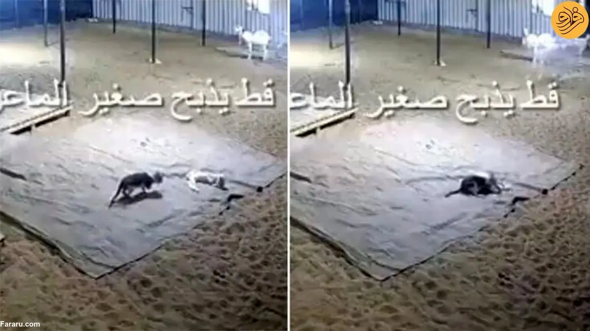 (ویدئو) در اتفاقی باورنکردنی، گربه یک بزغاله را کشت